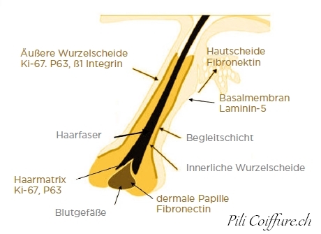 Foliculles hair